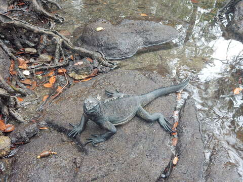 Image of marine iguana