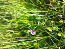 Lathyrus hirsutus L.的圖片