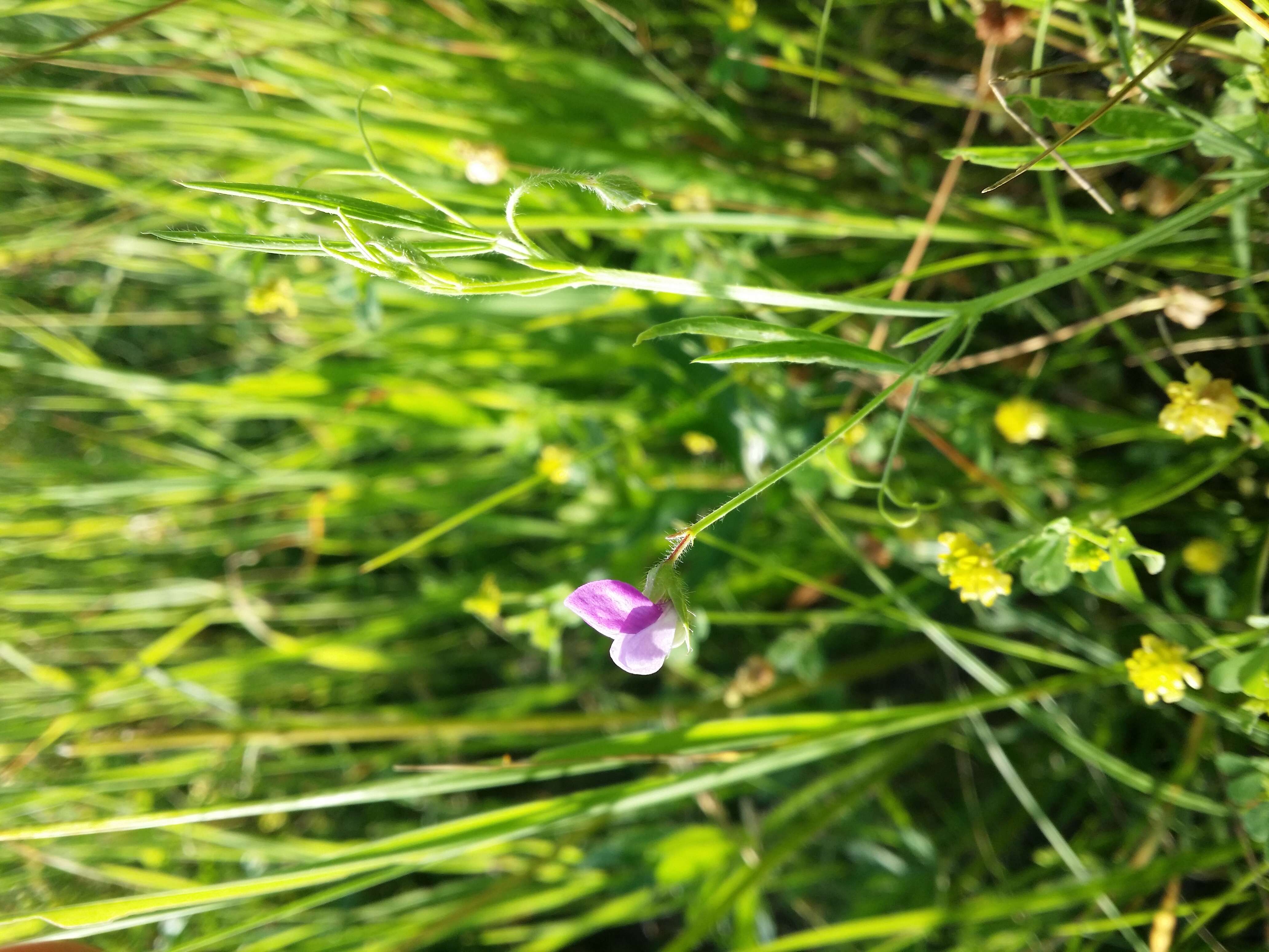 Lathyrus hirsutus L.的圖片