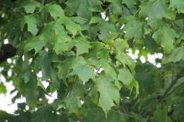 Image of sugar maple