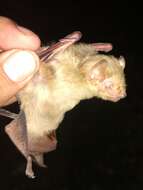 Image de Northern Yellow Bat