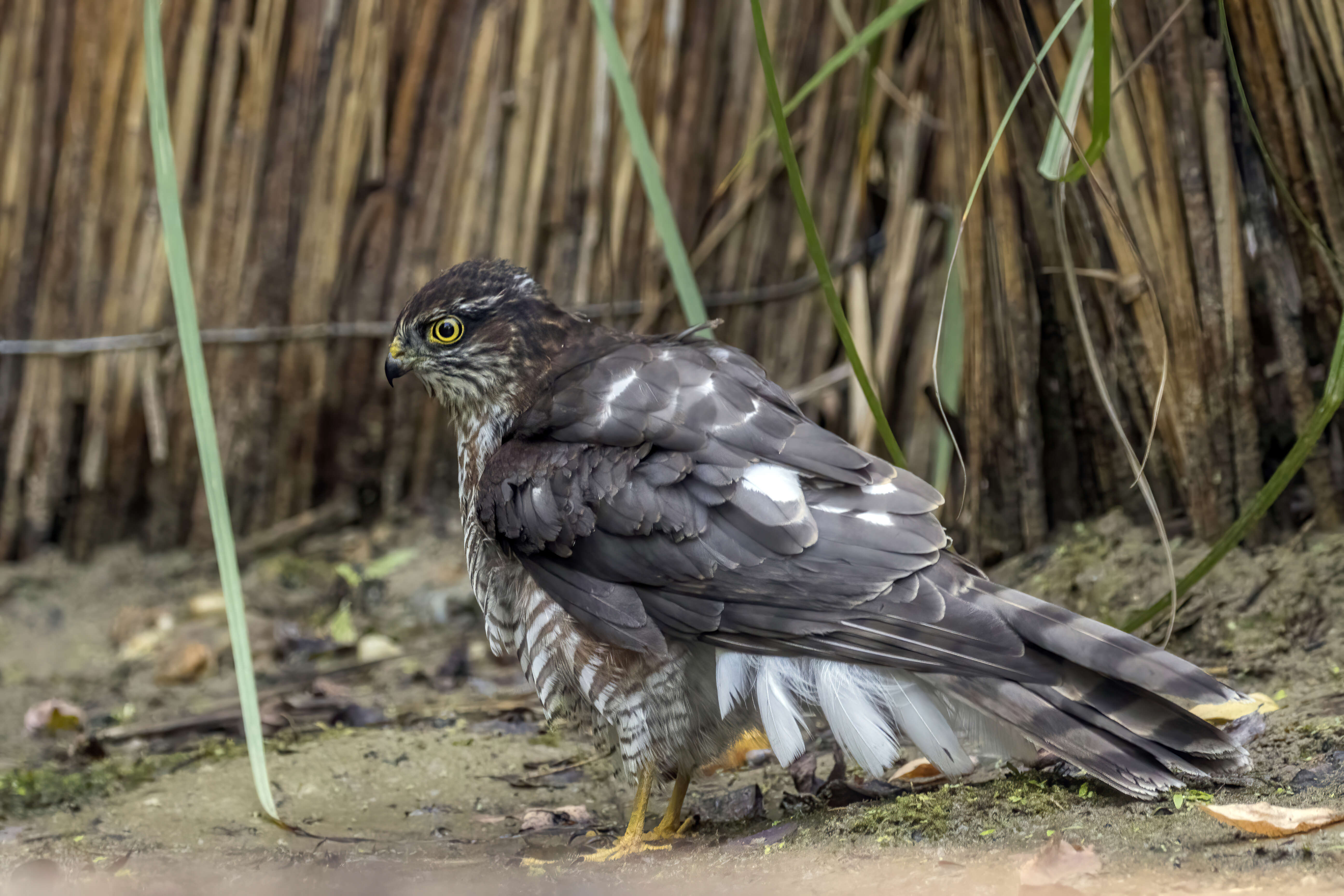 Image of Eurasian Sparrowhawk