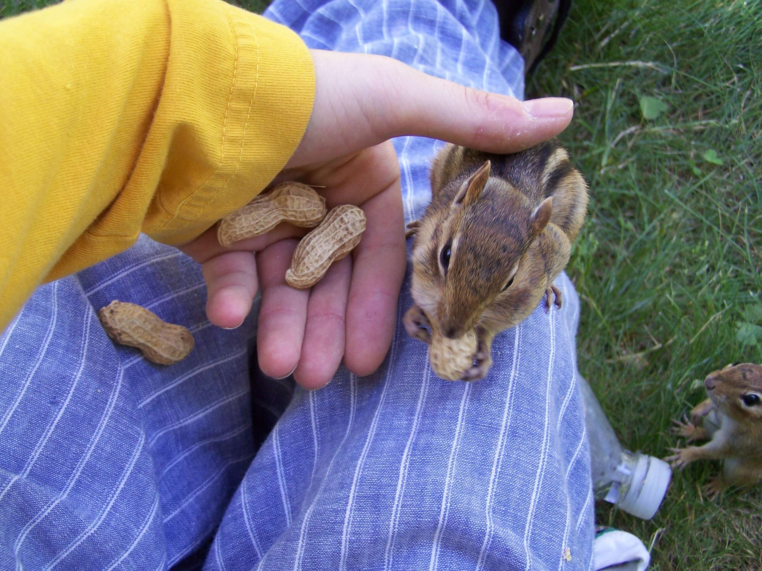 Image of Siberian Chipmunk