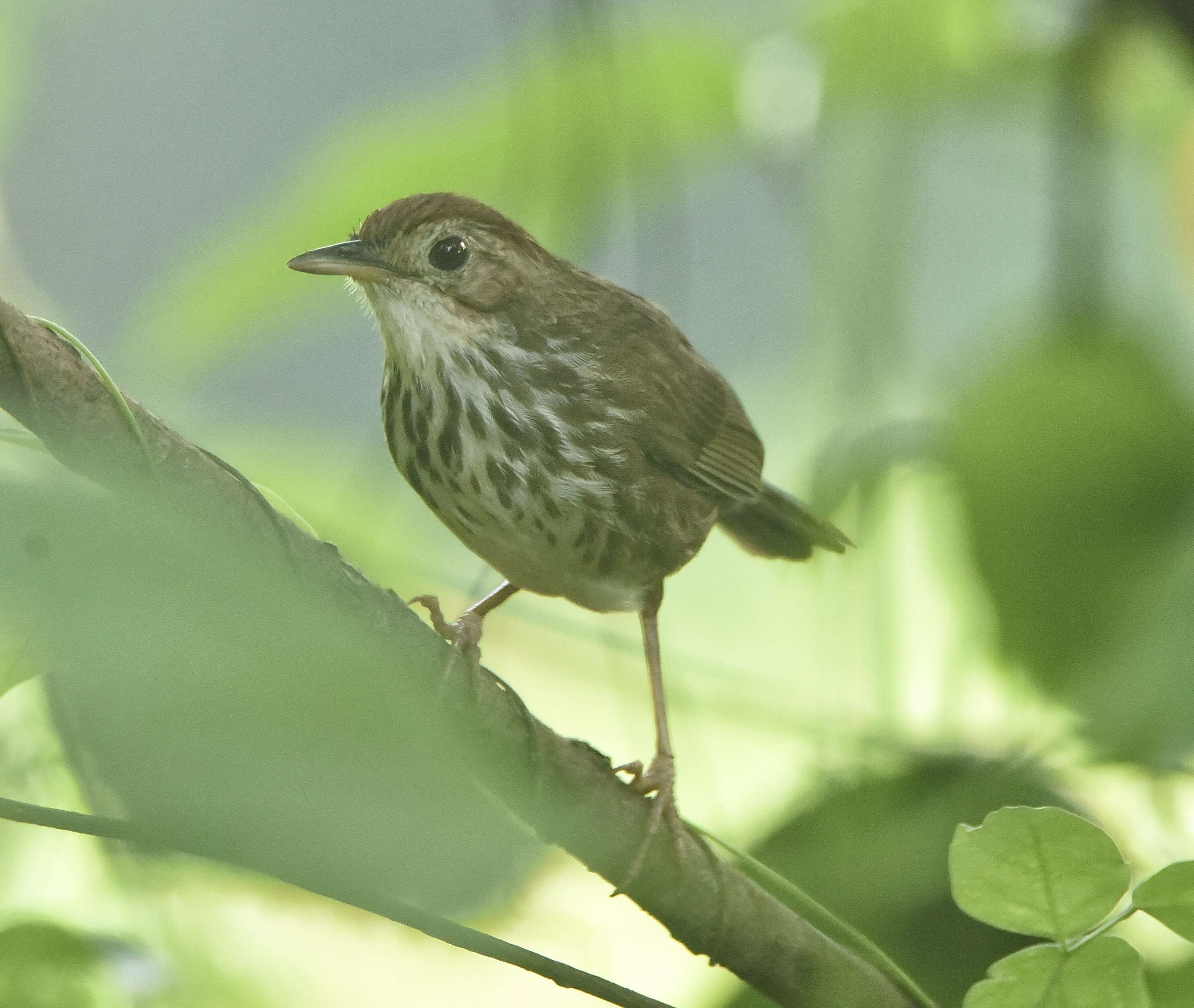 Image of Puff-throated Babbler