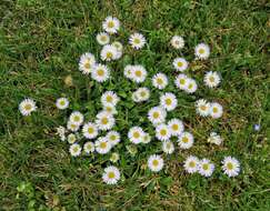 Image of Oxeye Daisy