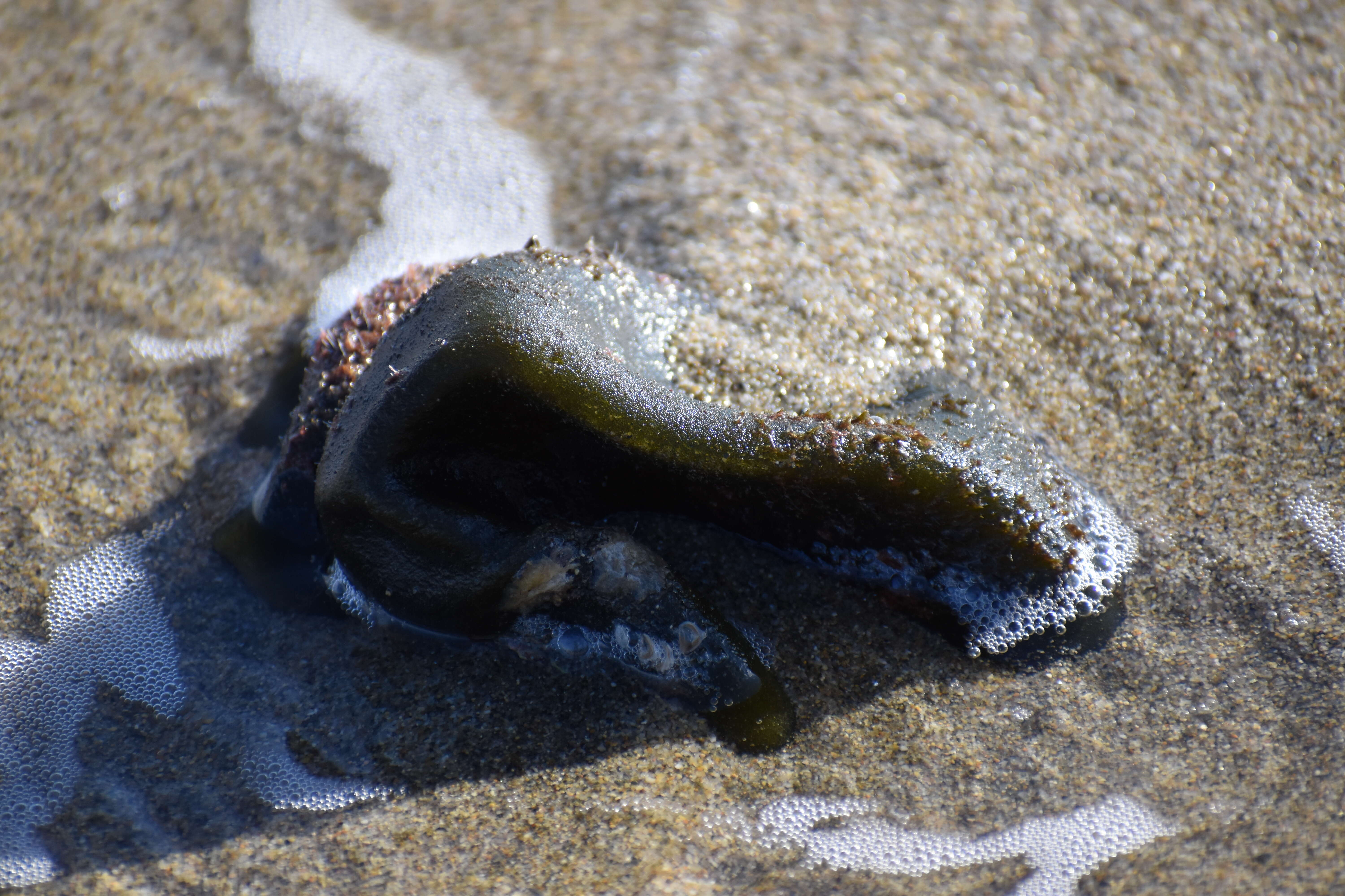 Image of Codium bursa