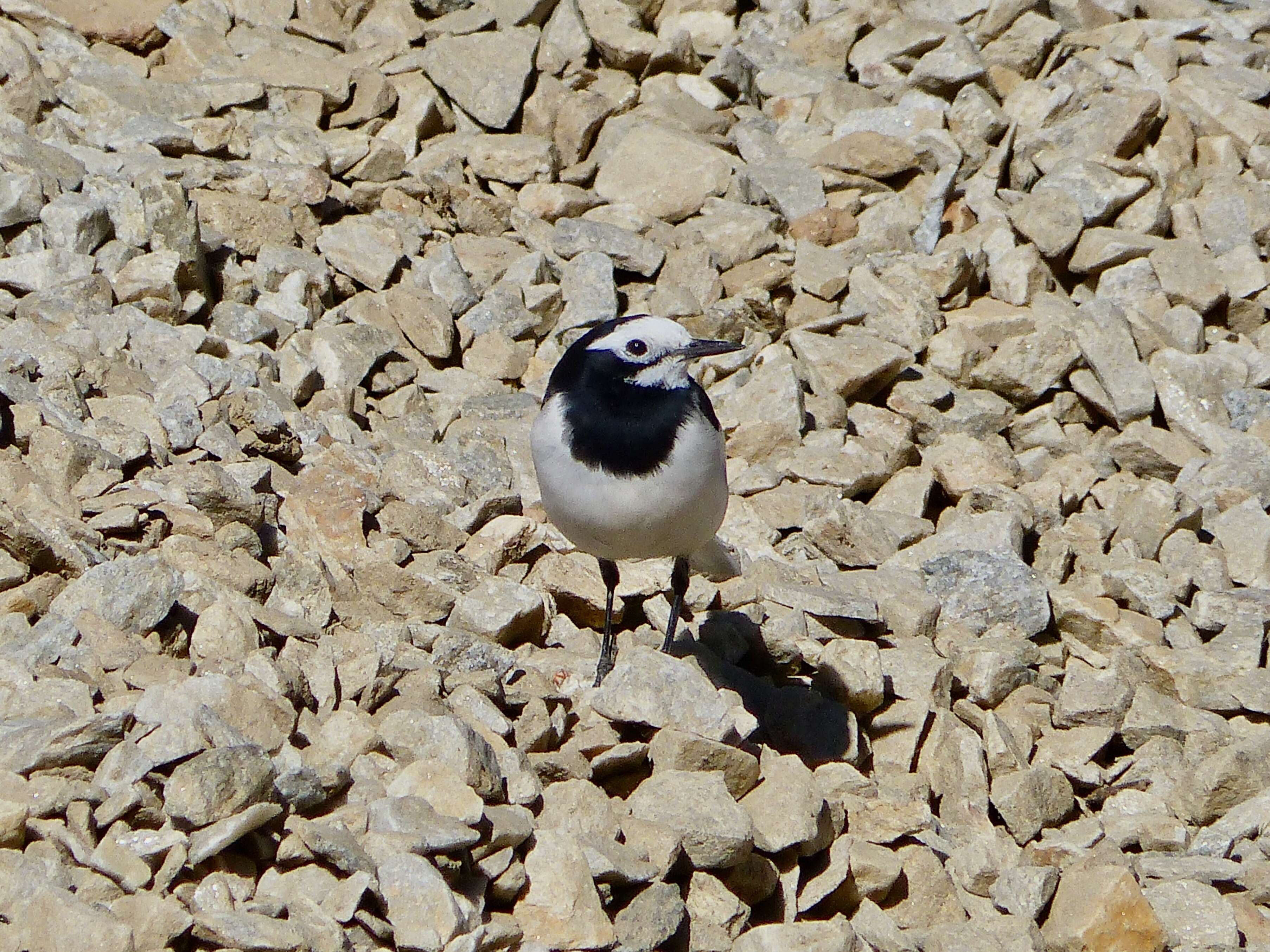 Image of Pied Wagtail and White Wagtail