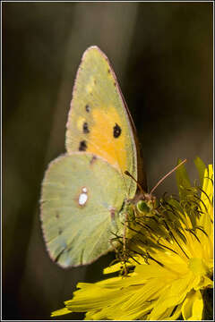 Image of clouded yellow