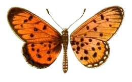 Image de Acraea guillemei Oberthür 1893