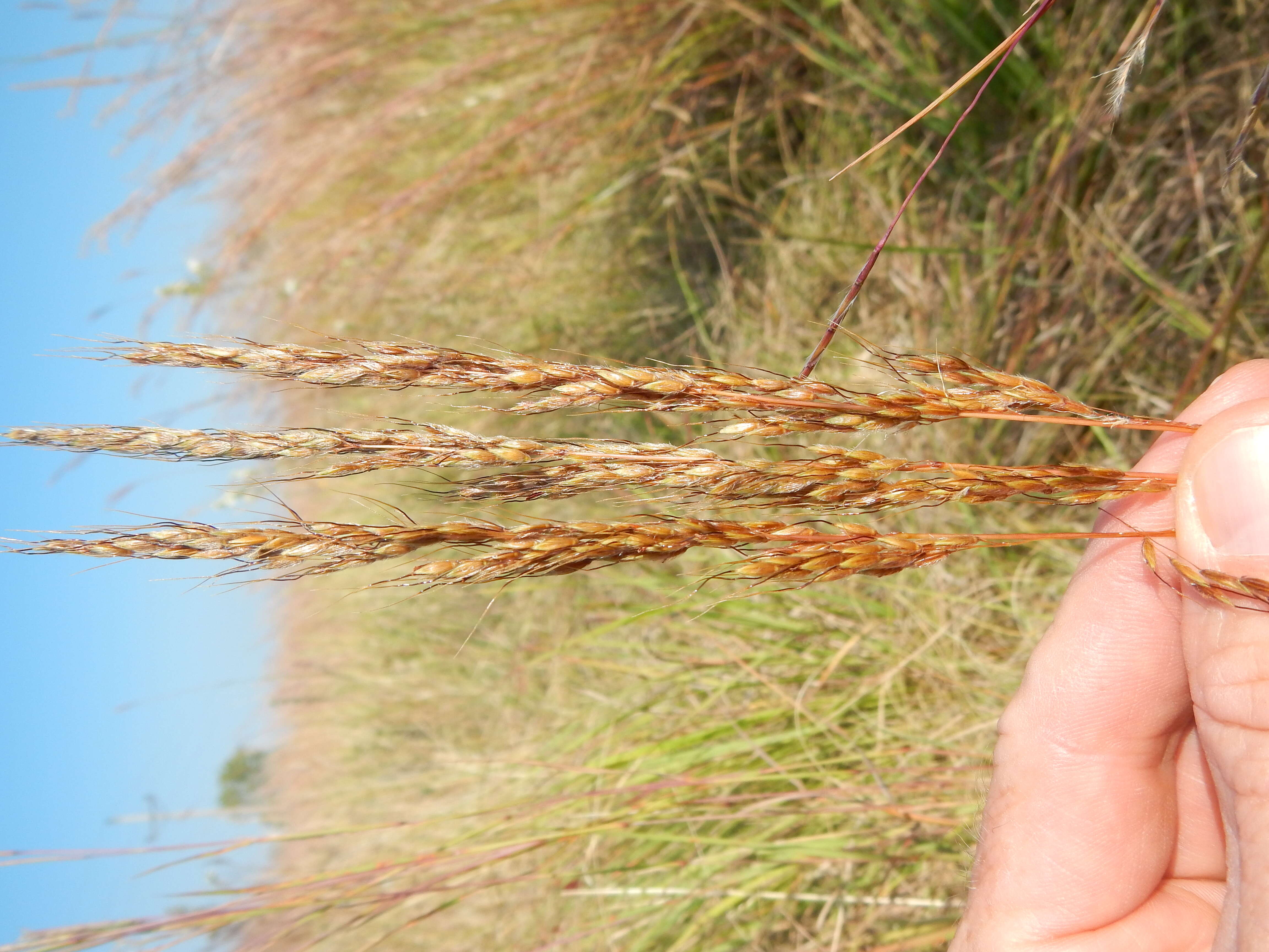 Image of Indiangrass