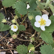 Image of strawberry