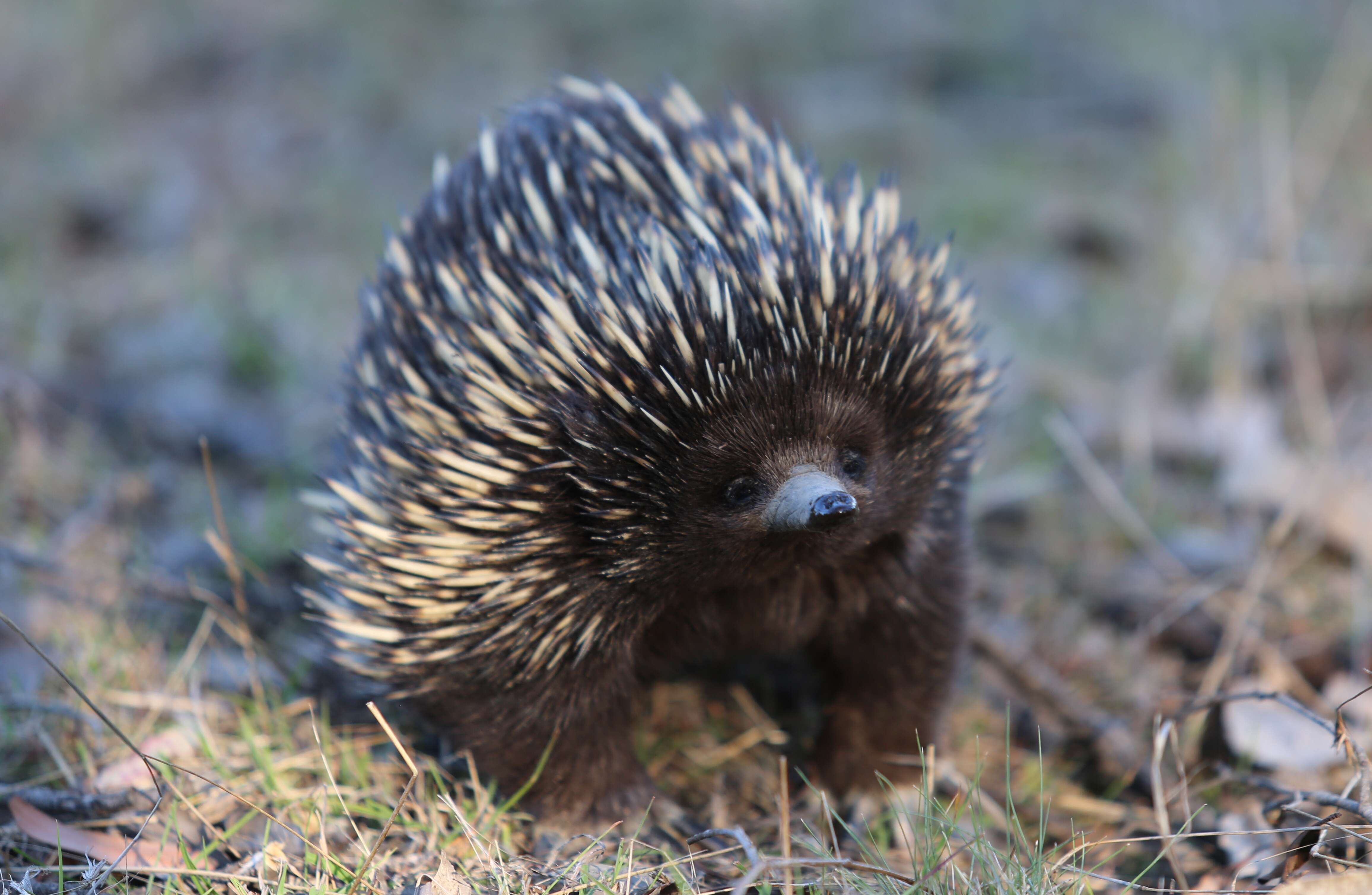 Image of echidnas