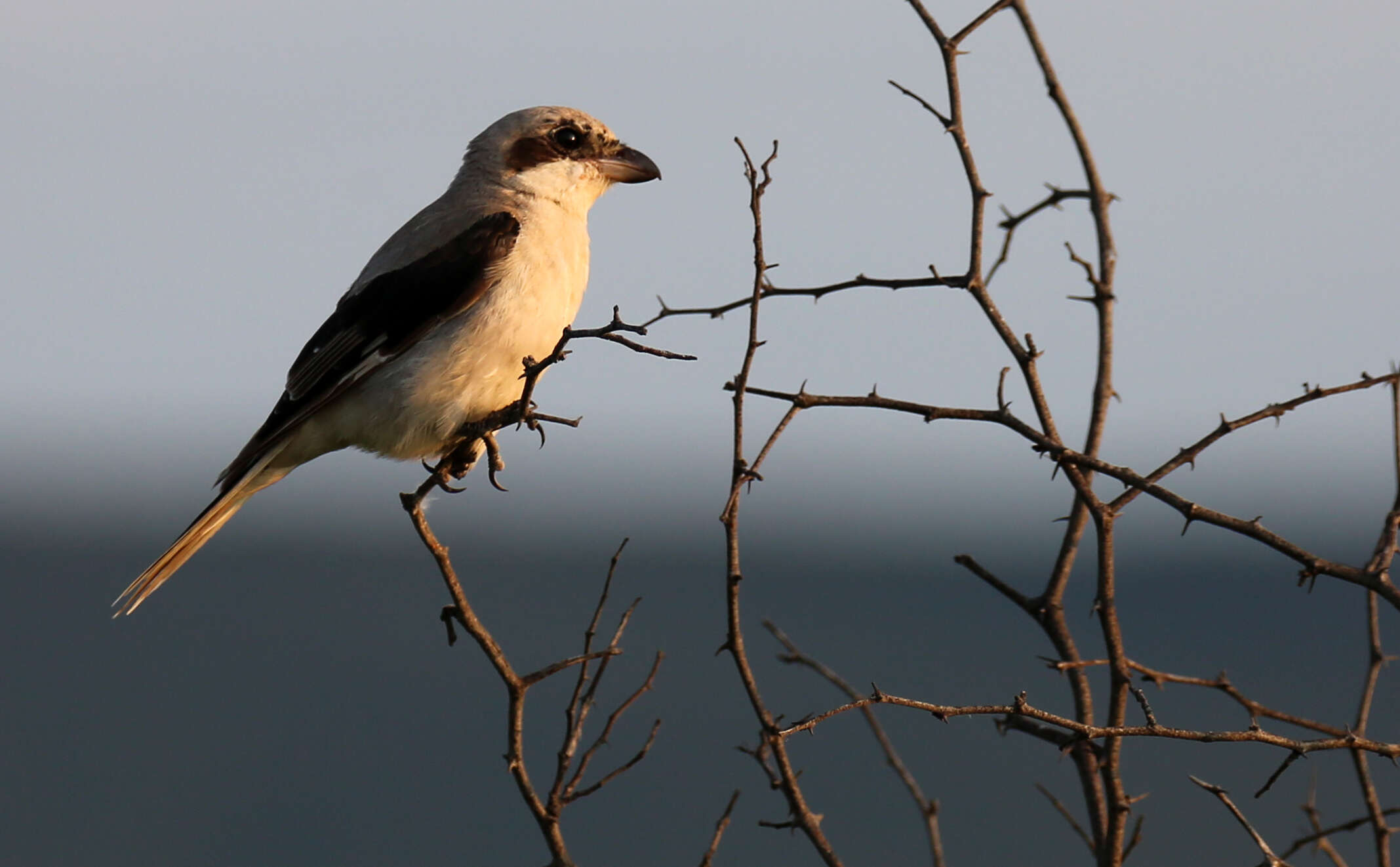 Image of Lesser Grey Shrike