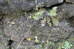 Image of Oriental false hawksbeard