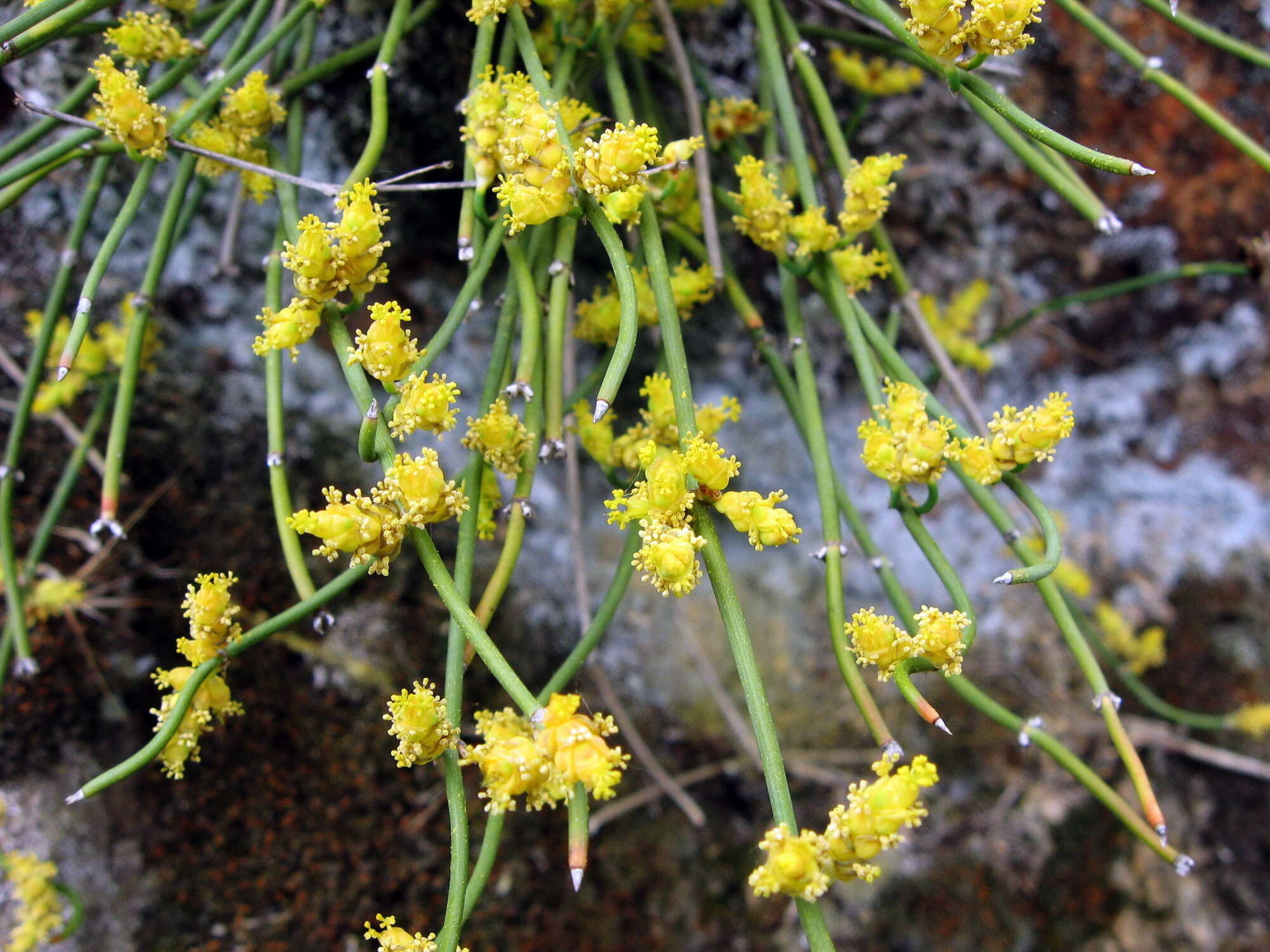 Image of Sea Grape