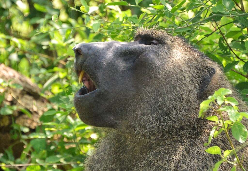 Image of Anubis Baboon