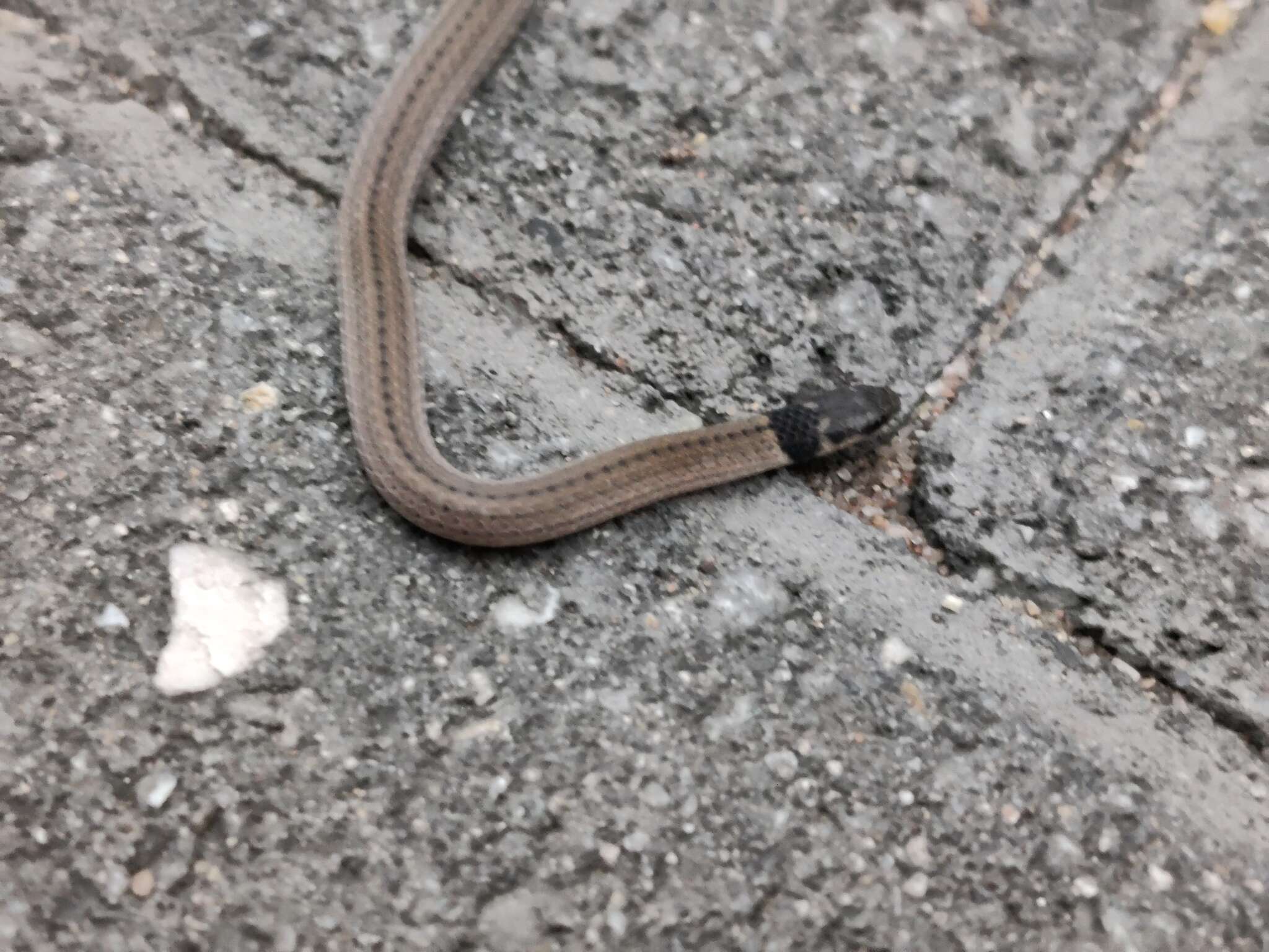 Image of Black-headed Centipede Eater