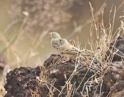 Image of Grey-necked Bunting