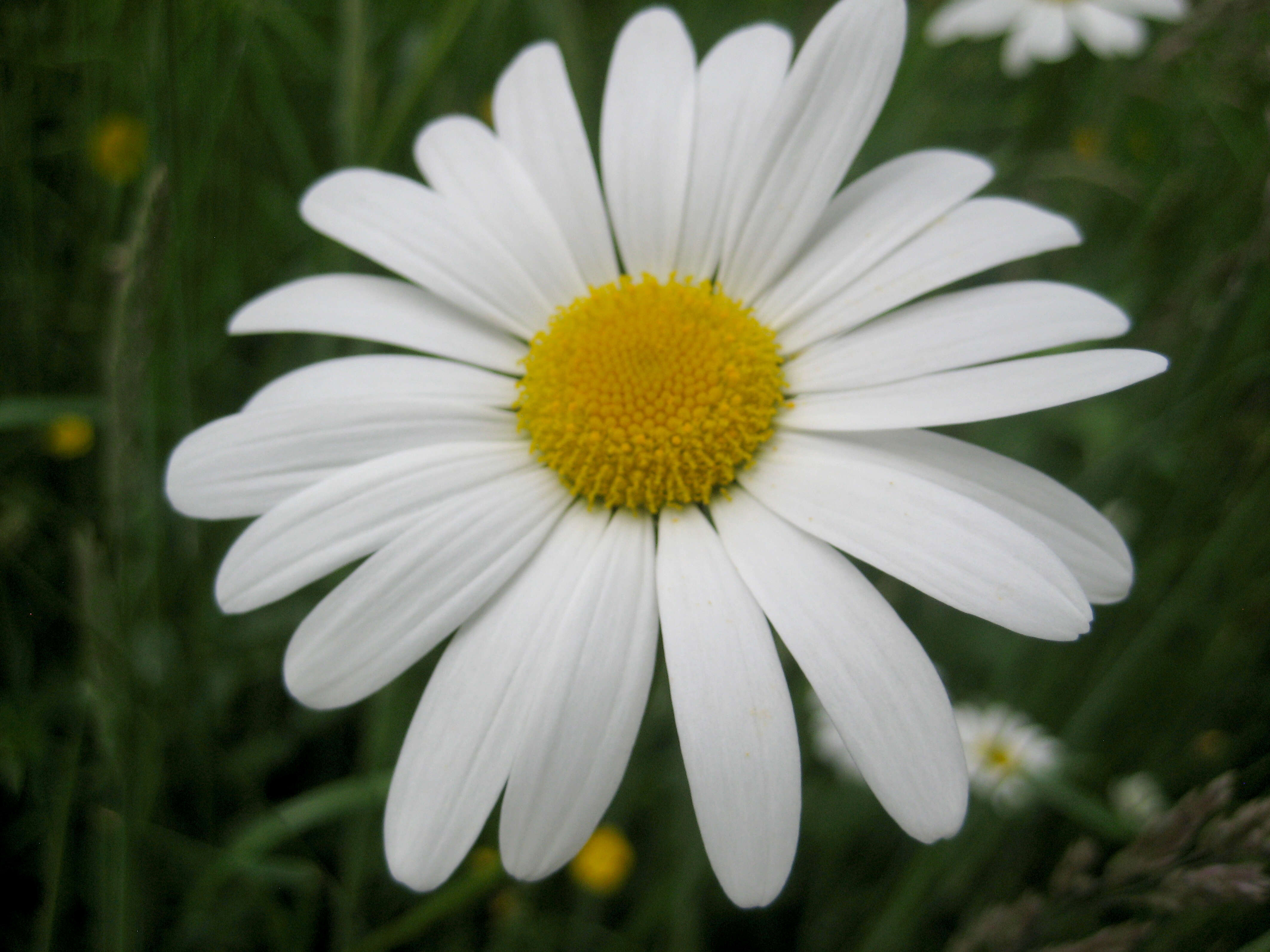 Image of Oxeye Daisy