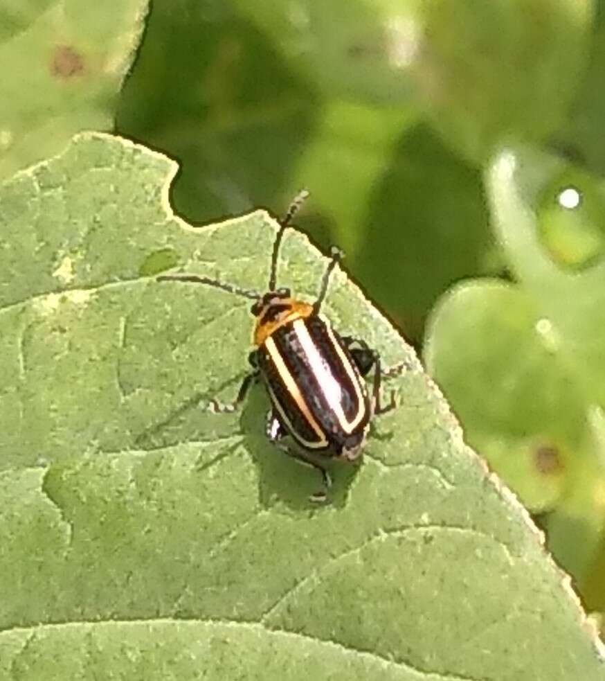 Image of Pigweed Flea Beetle