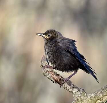 Image of Spotless Starling