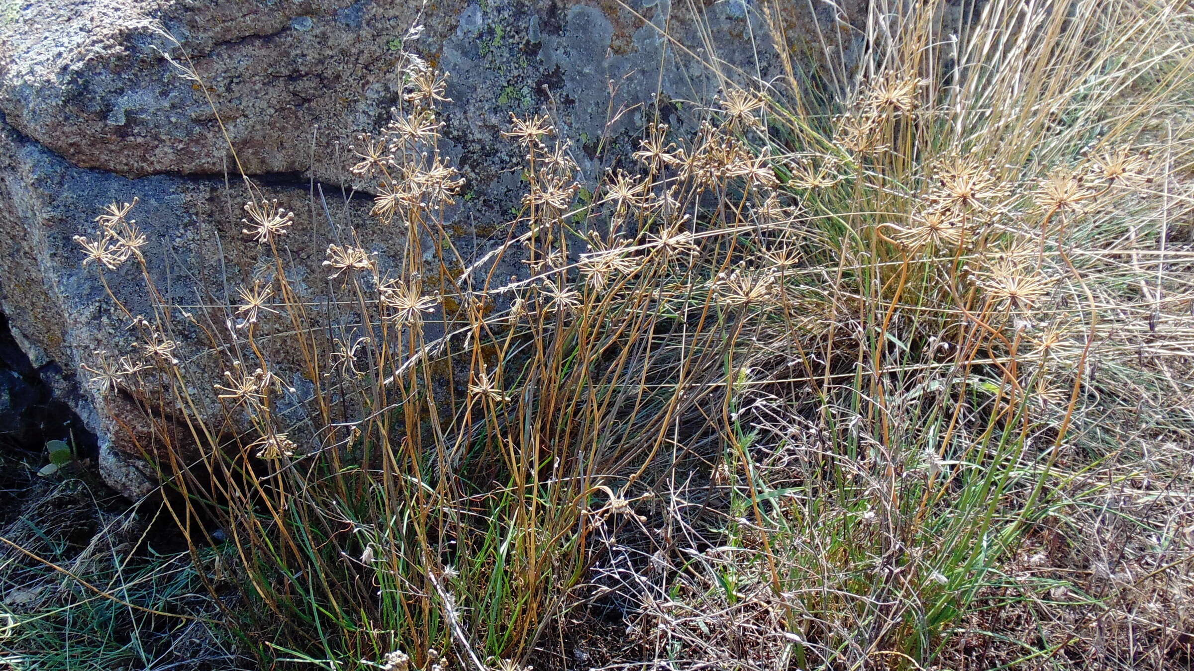 Image of Allium flavescens Besser