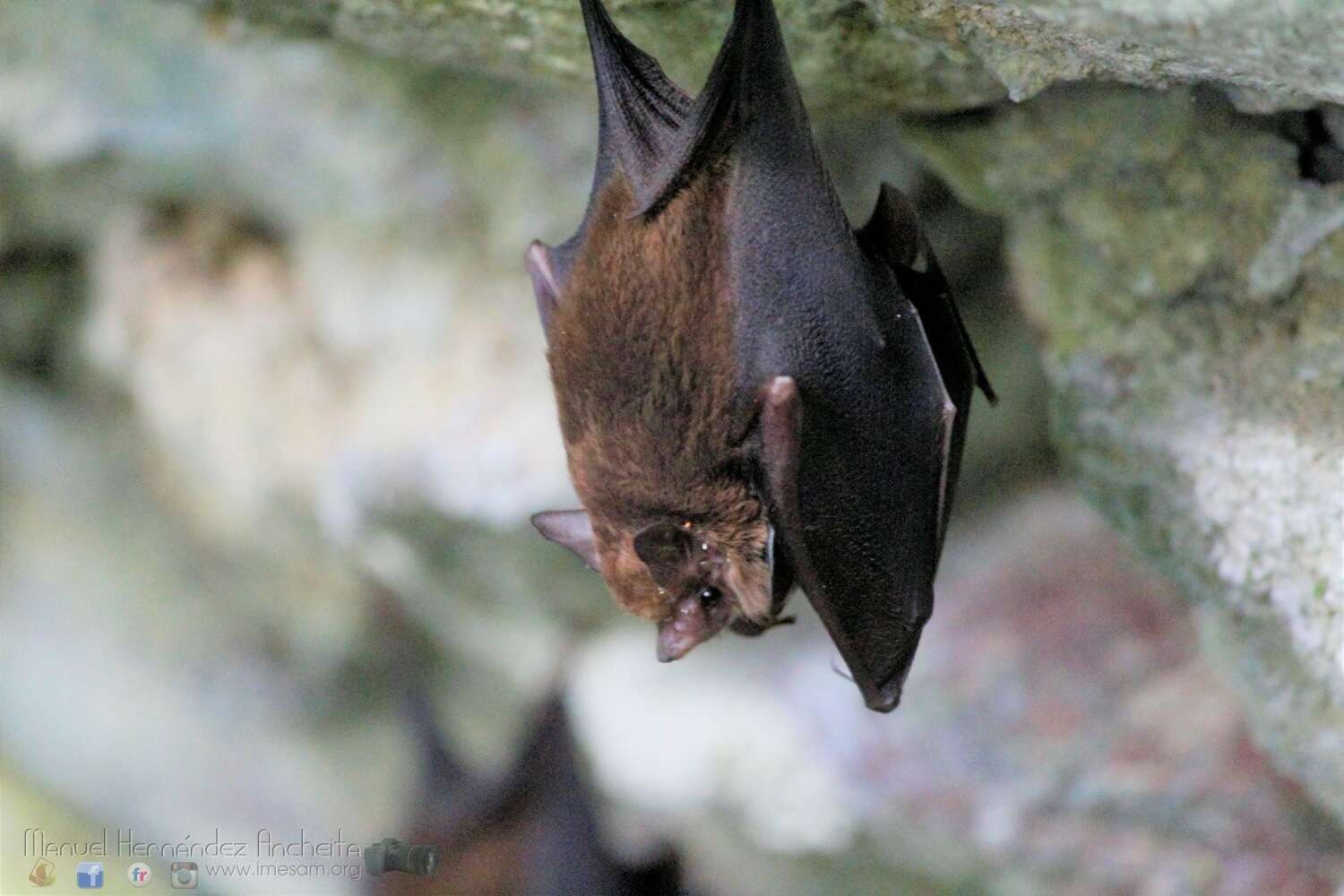 Image of Thomas's Sac-winged Bat