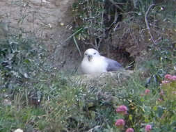 Image of Fulmar