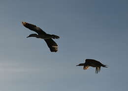 Image of Australian Pied Cormorant