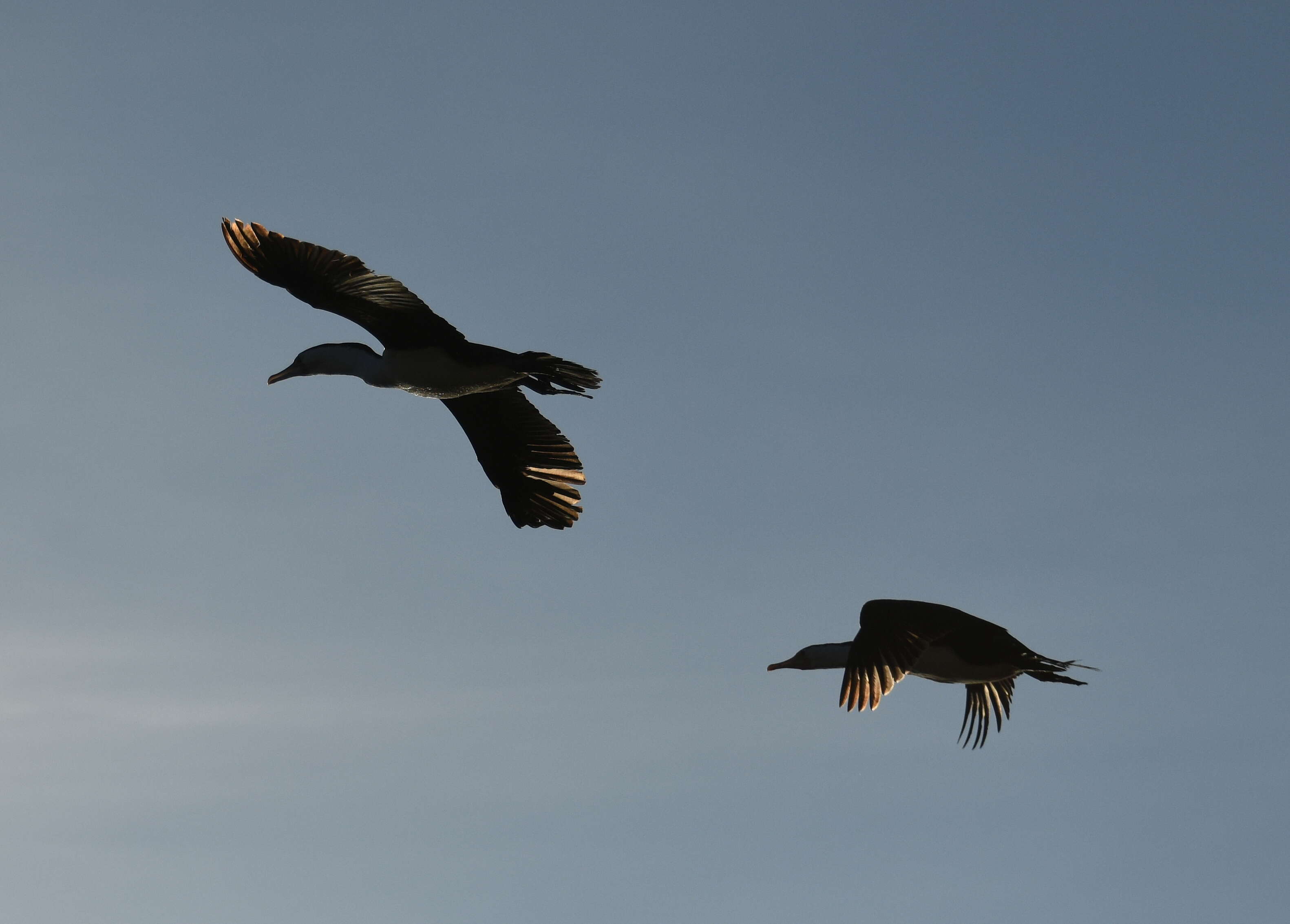 Image of Australian Pied Cormorant