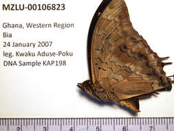 Image of Demon Charaxes