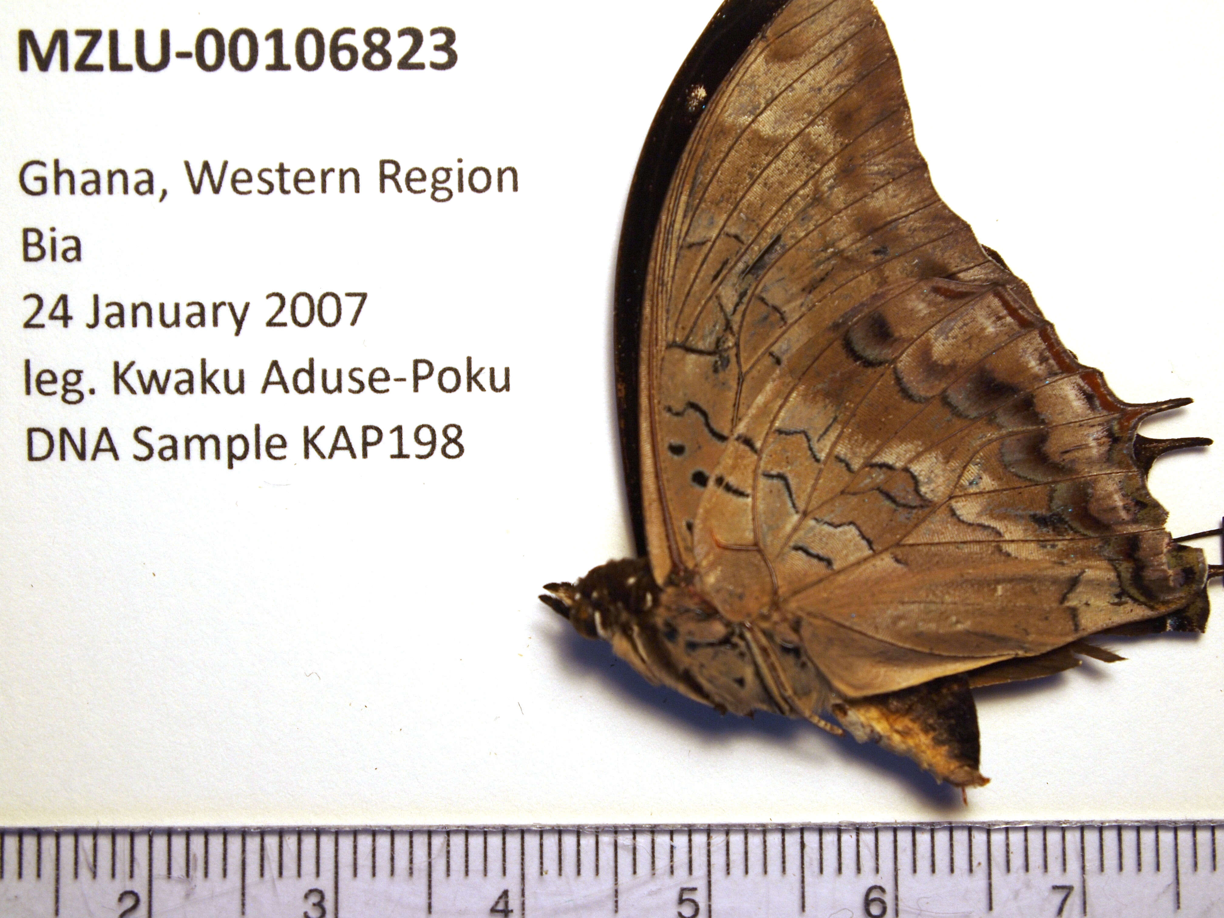 Image of Demon Charaxes