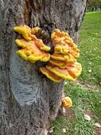 Image of Bracket Fungus