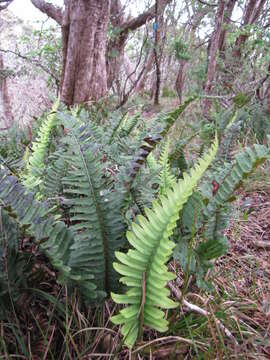 Image de Polypodium pellucidum Kaulf.