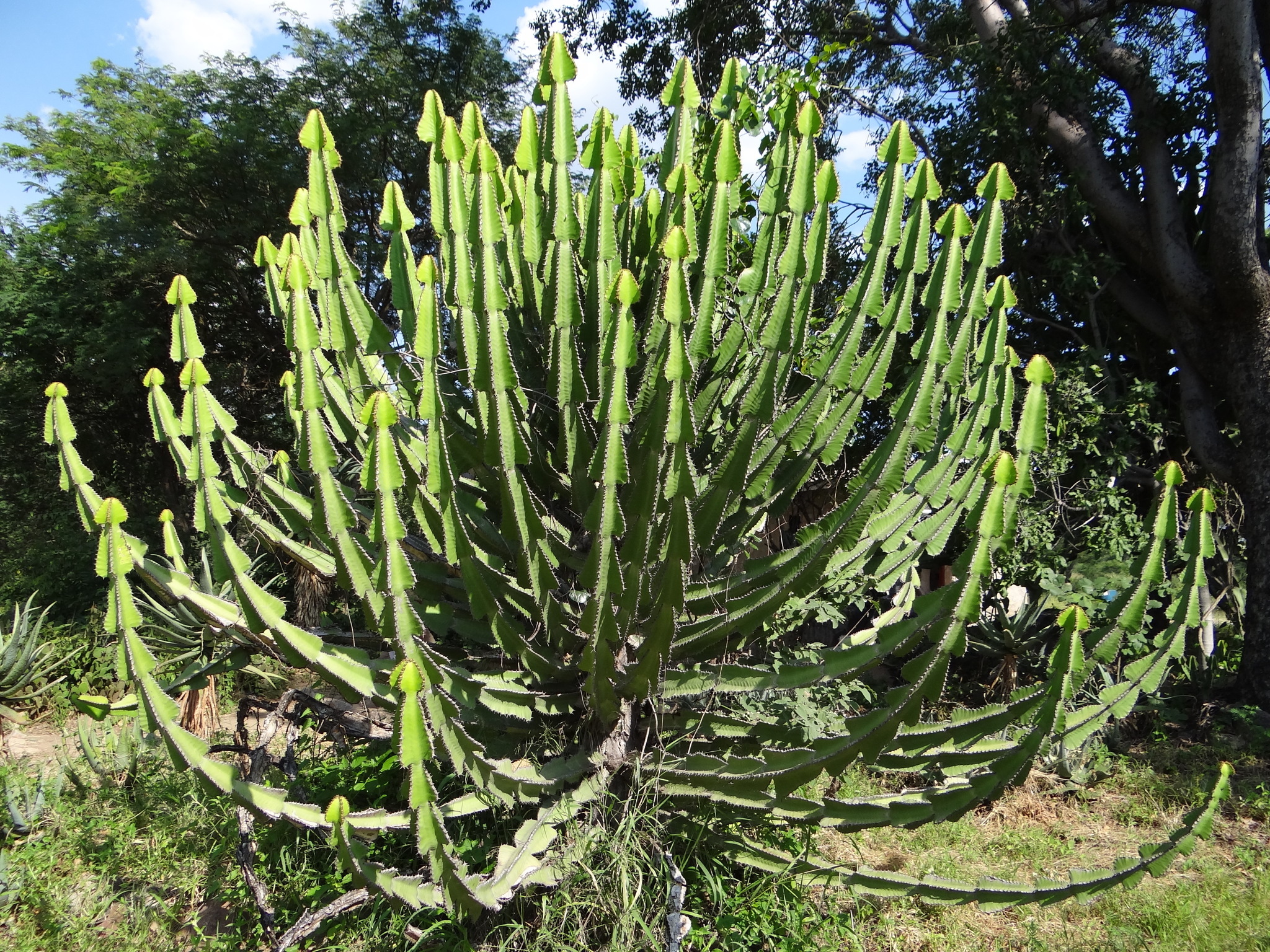 Image of <i>Euphorbia ingens</i>