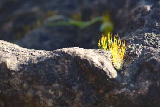 Image of tortula moss