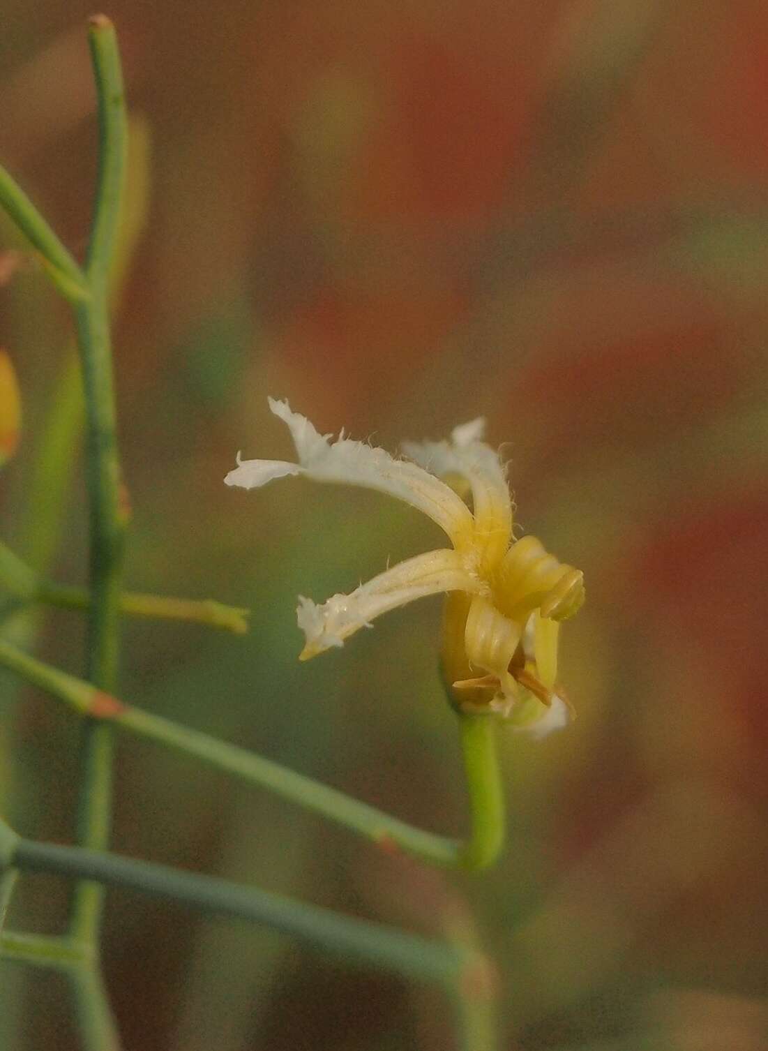 Image of Lechenaultia divaricata F. Müll.