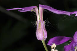 Image of Dame's-violet