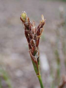 Image of Carex pediformis C. A. Mey.