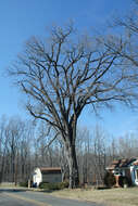 Image of American elm