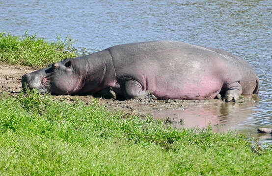 Image of Common Hippopotamus