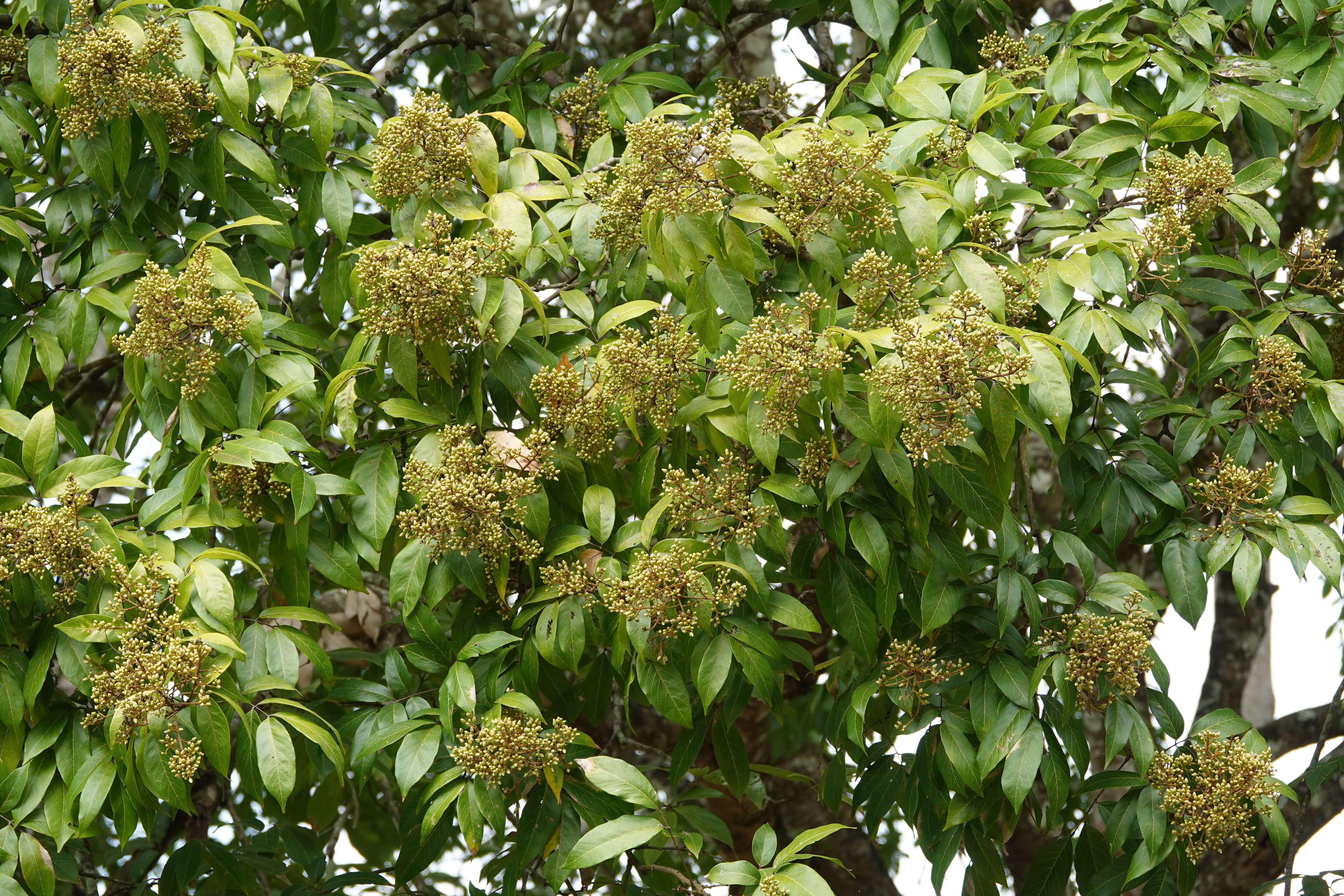 Image of Lepisanthes tetraphylla (Vahl) Radlk.