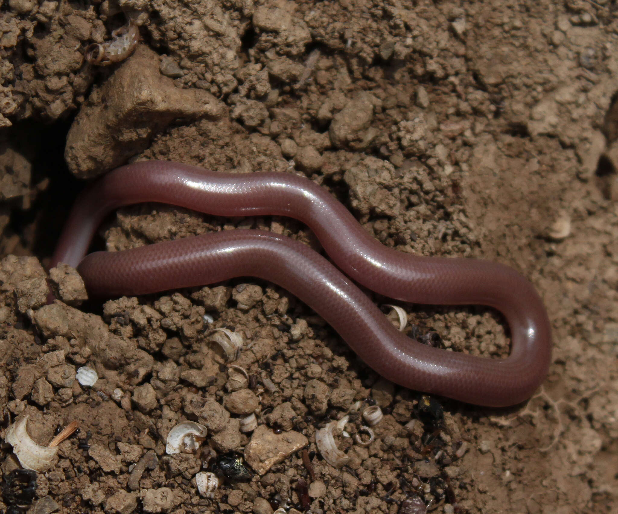 Image of Xerotyphlops Hedges, Marion, Lipp, Marin & Vidal 2014