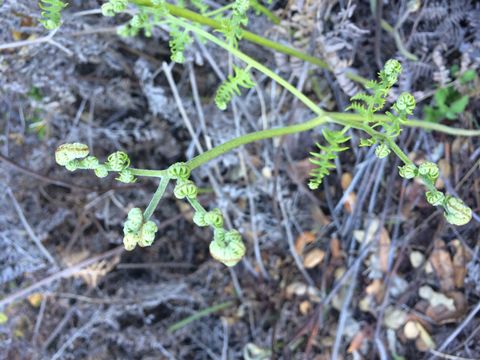 صورة <i>Pteridium aquilinum</i>