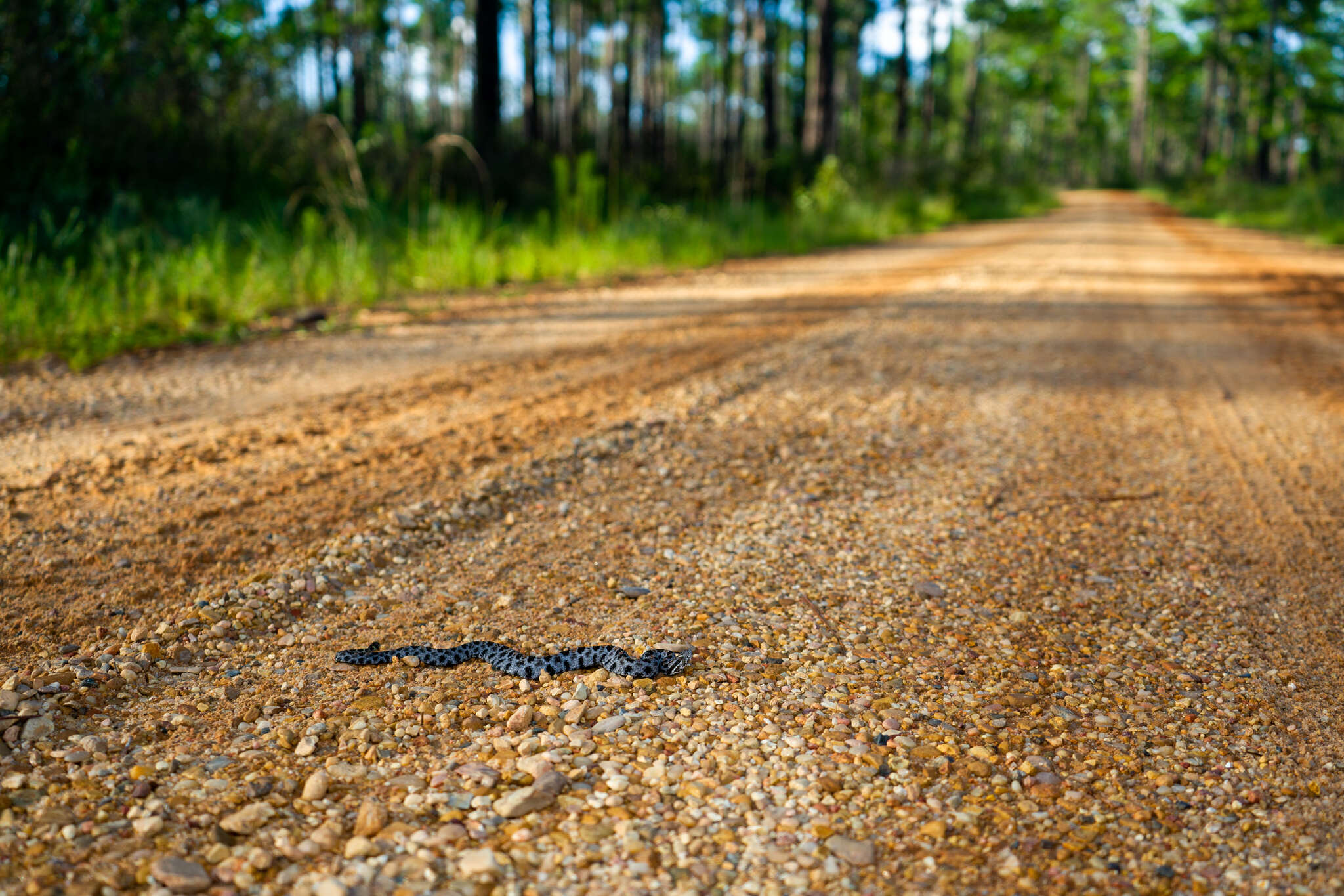 Image of Pygmy Rattlesnake