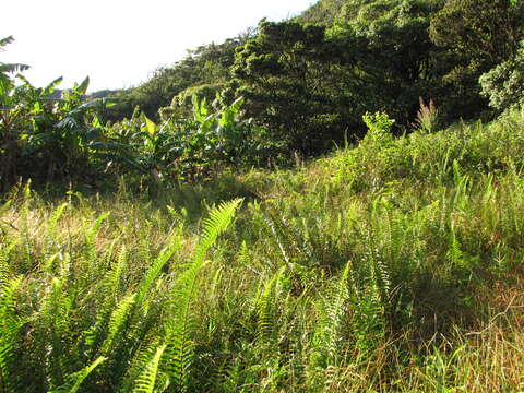 Image of Asian sword fern