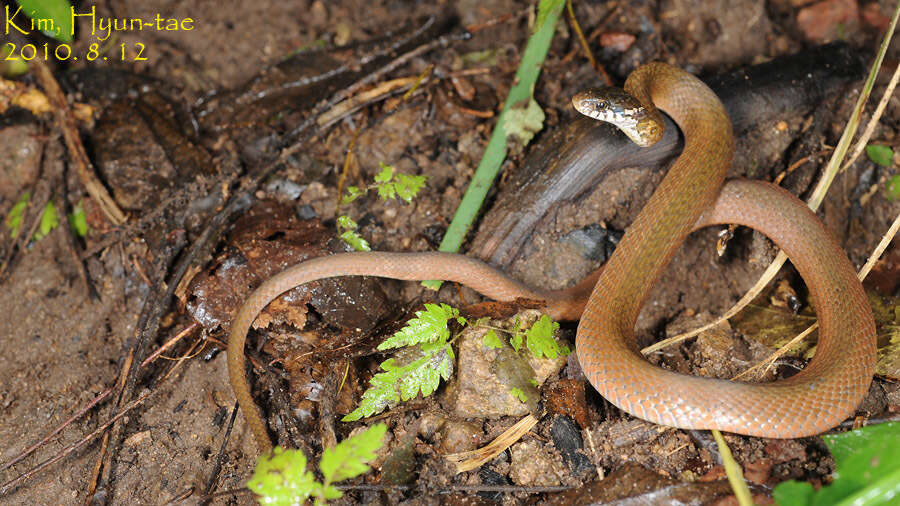 Image of Japanese Keelback