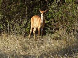 Image of Bushbuck