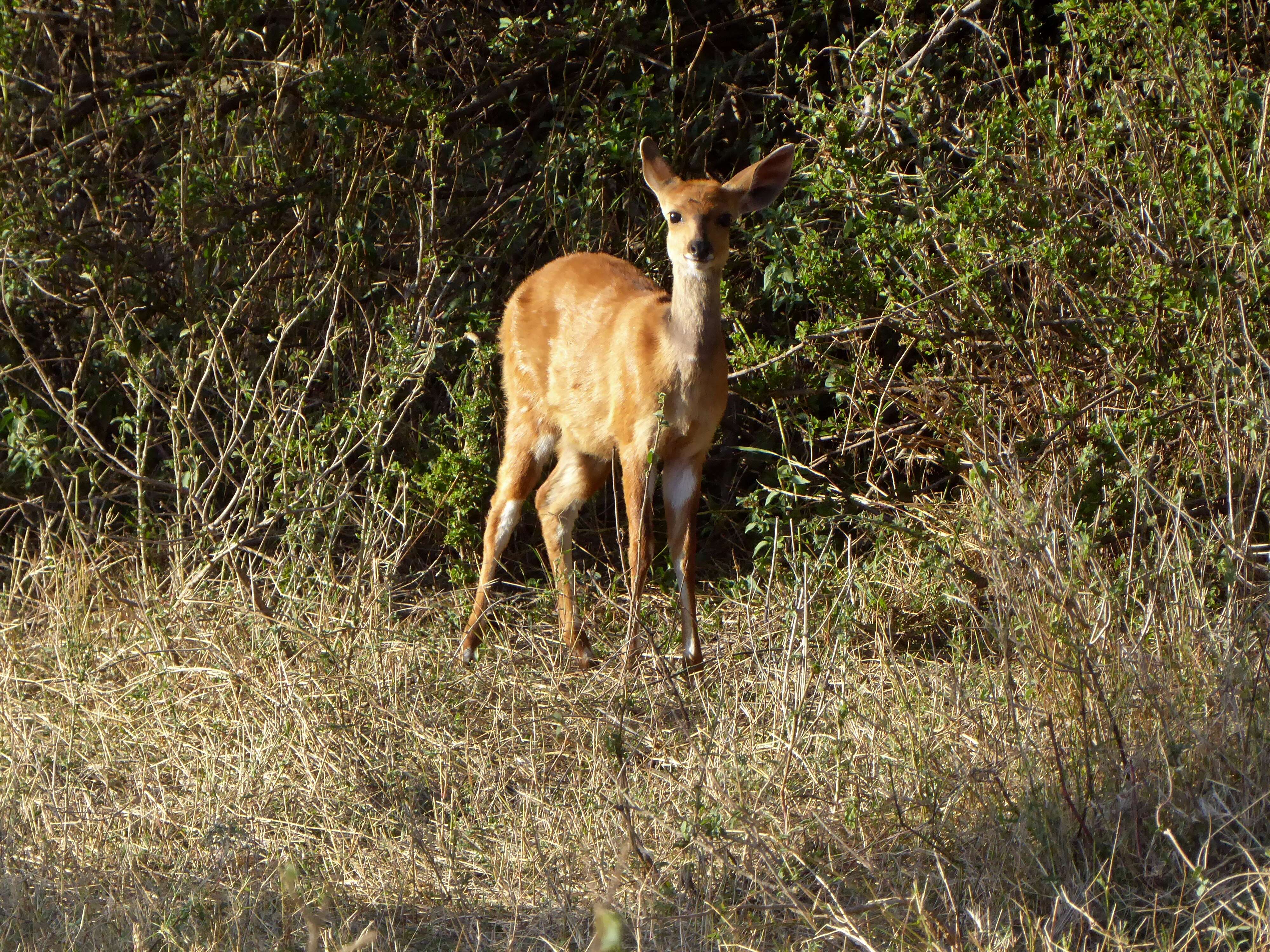 Image of Bushbuck