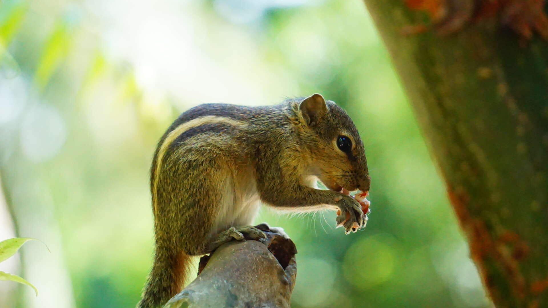 Image of Indian palm squirrel